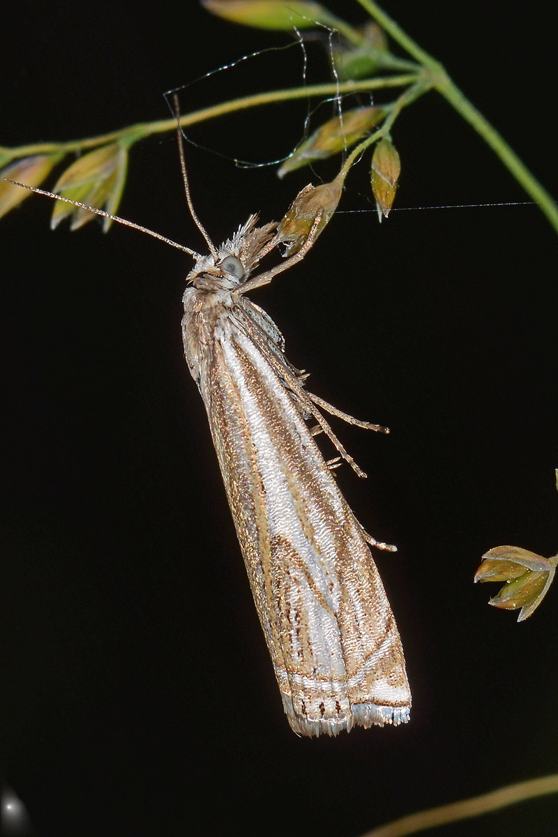 Crambidae N 5 - Crambus lathoniellus